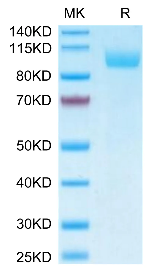 CD170-HF002 Bis-Tris-PAGE-white result