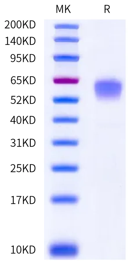 CD19-HB004 Bis-Tris-PAGE-white result
