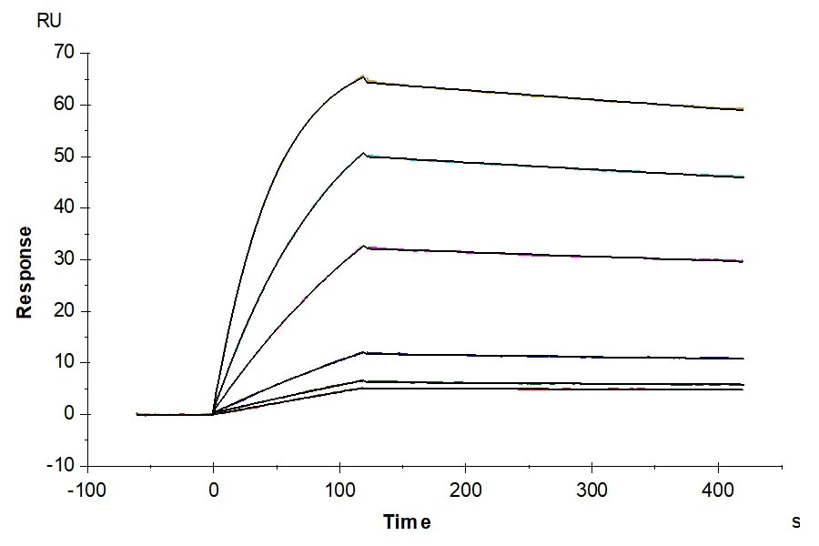 CD19-HB004 SPR result
