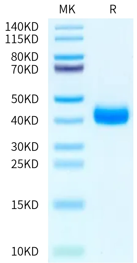 CD2-HB002 Bis-Tris-PAGE-white result