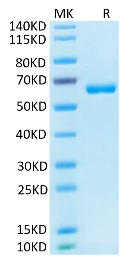 CD2-HF001 Bis-Tris-PAGE-white result