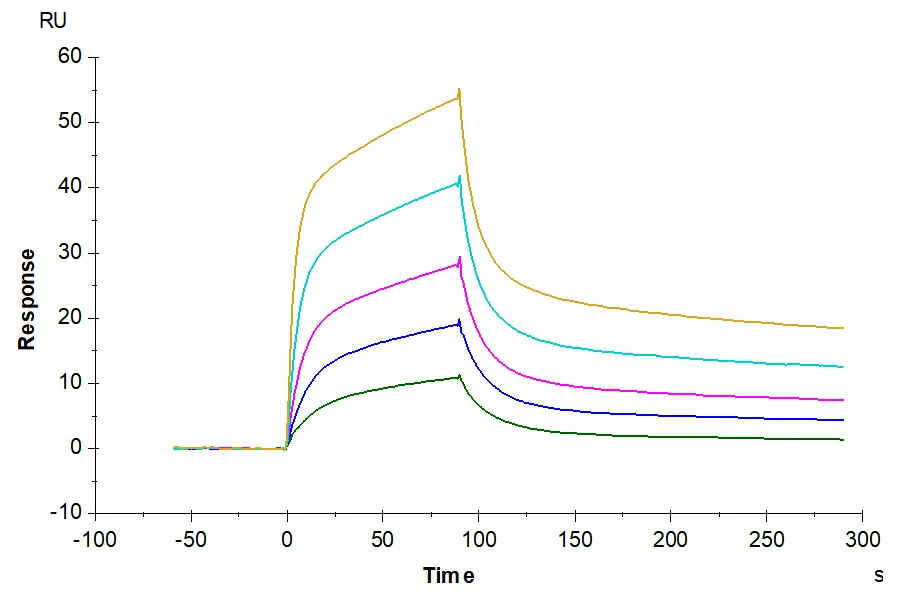 CD2-HF001 SPR result