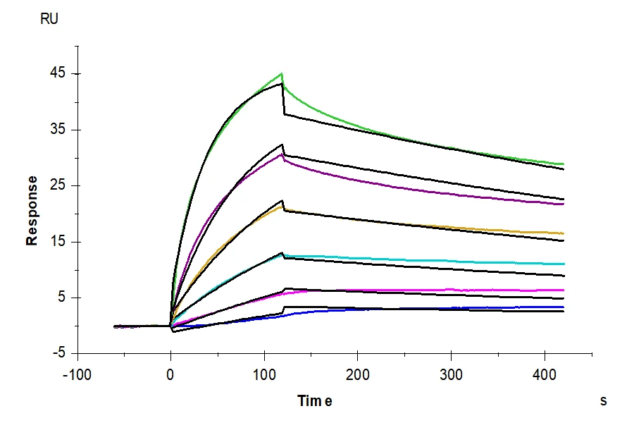 CD20-DB001 SPR result