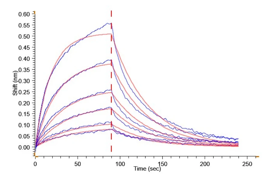 CD20-HB005 BLI result
