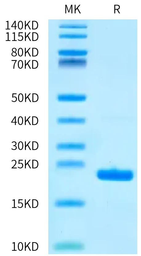 CD20-HB005 Bis-Tris-PAGE-white result