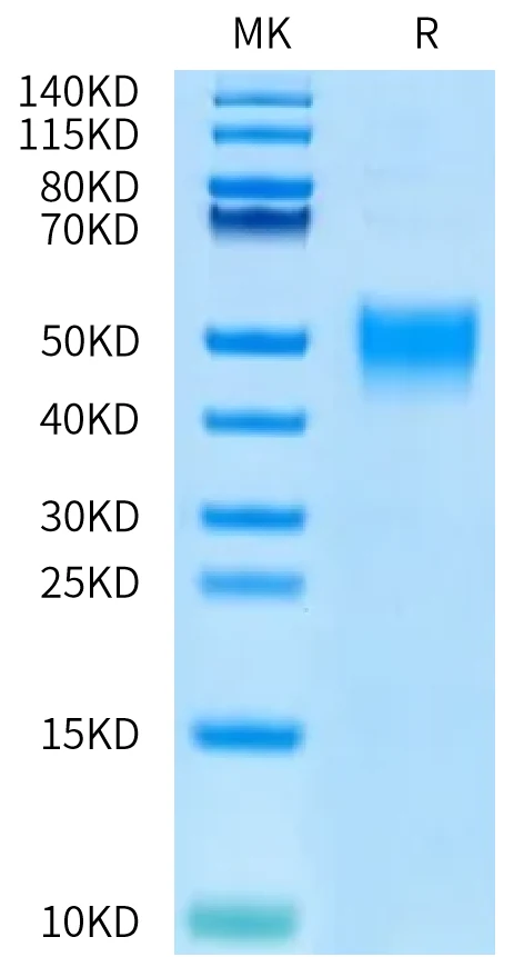 CD200-HB002 Bis-Tris-PAGE-white result