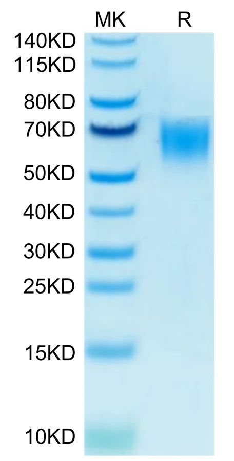 CD200-HB003 Bis-Tris-PAGE-white result