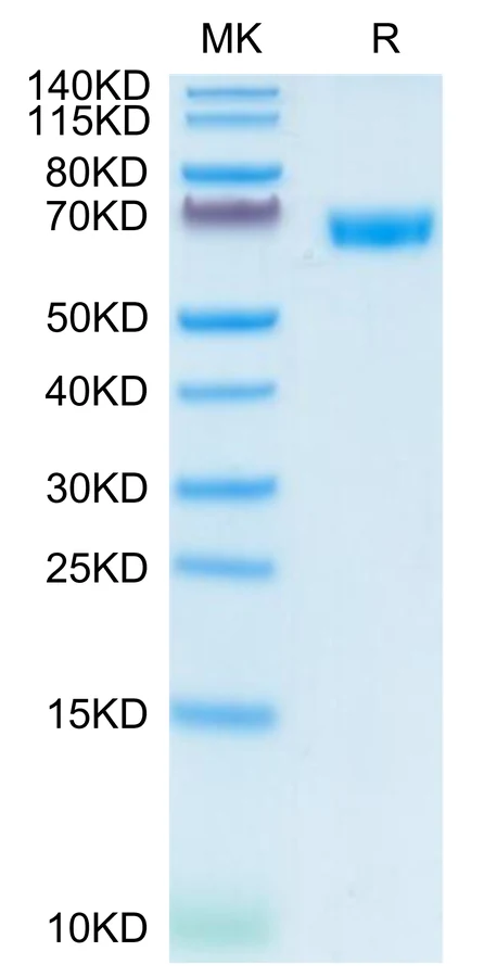 CD200-HF001 Bis-Tris-PAGE-white result