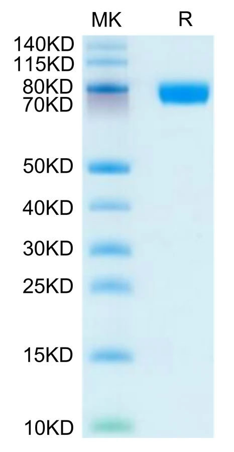 CD200-HF002 Bis-Tris-PAGE-white result