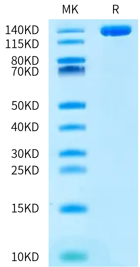 CD203C-HF001 Bis-Tris-PAGE-white result
