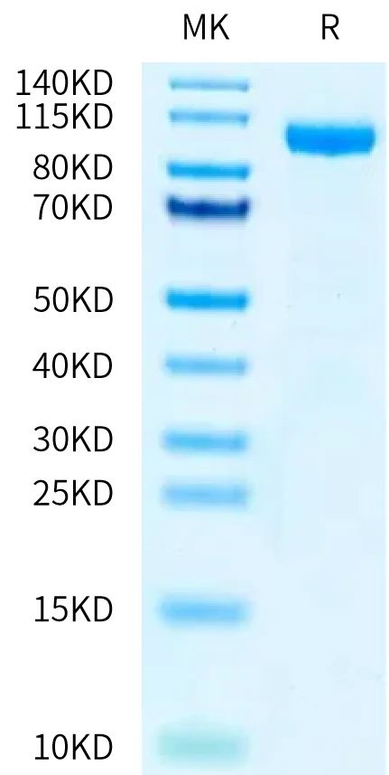 CD212-HF001 Bis-Tris-PAGE-white result