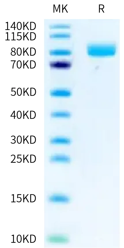 CD218A-CF001 Bis-Tris-PAGE-white result