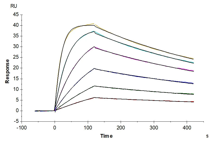 CD218A-CF001 SPR result