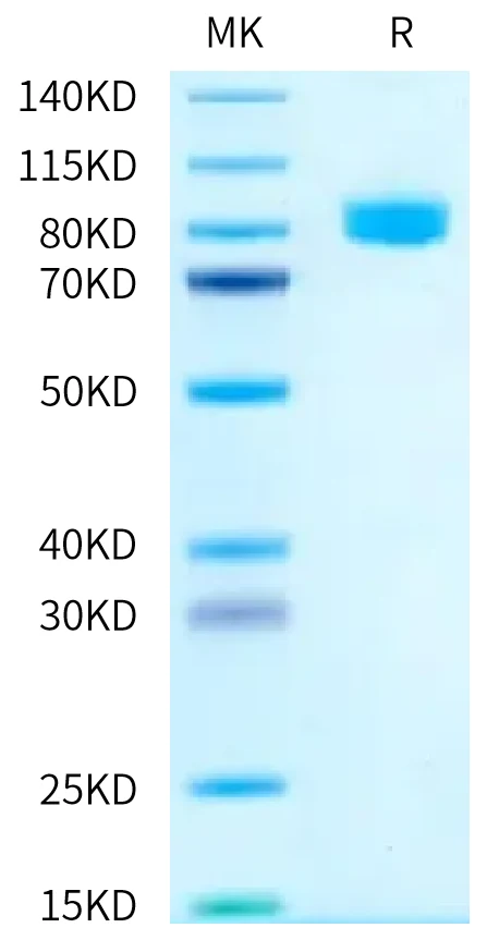 CD218A-HF001 Bis-Tris-PAGE-white result