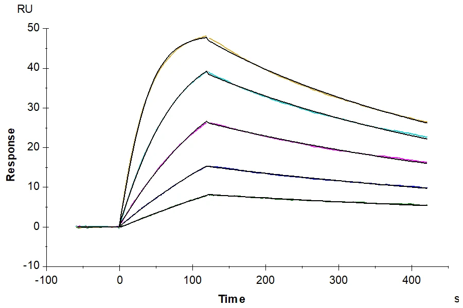 CD218A-HF001 SPR result