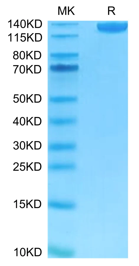 CD22-HF002 Bis-Tris-PAGE-white result