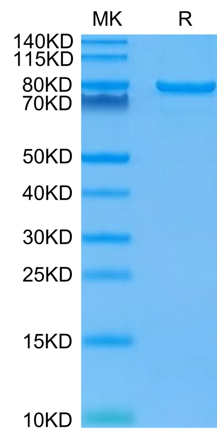 CD223-HF001 Bis-Tris-PAGE-white result