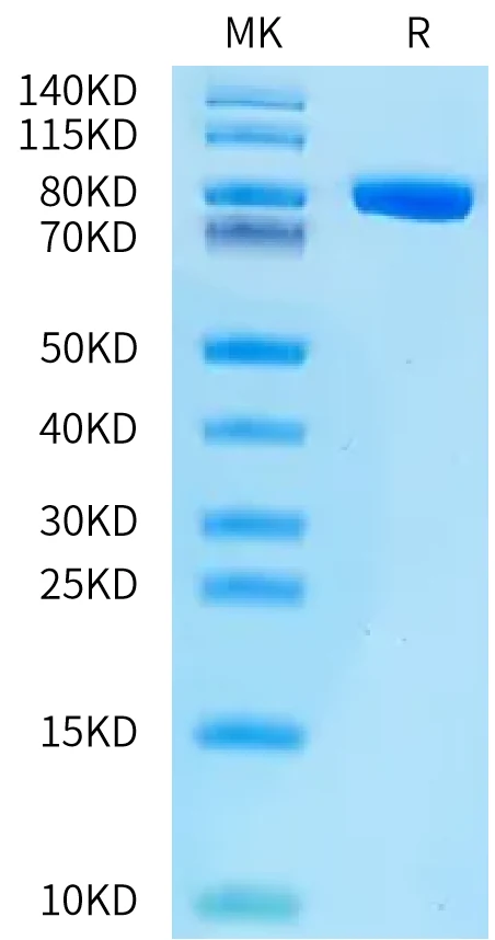 CD228-HB001 Bis-Tris-PAGE-white result