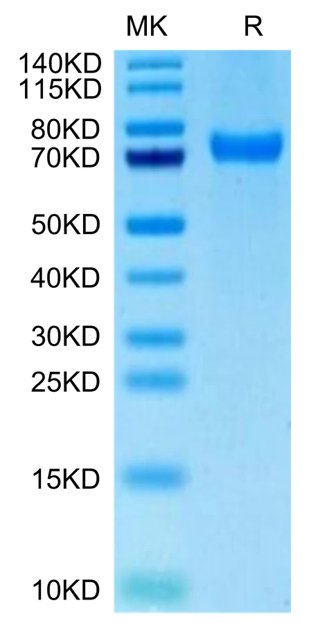 CD229-HB001 Bis-Tris-PAGE-white result