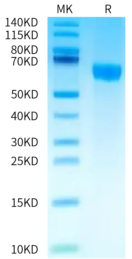 CD229-HF001 Bis-Tris-PAGE-white result