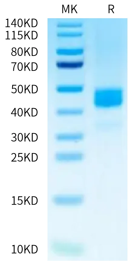 CD229-HF002 Bis-Tris-PAGE-white result