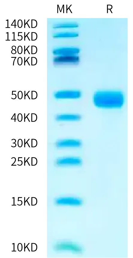 CD23-HB002 Bis-Tris-PAGE-white result