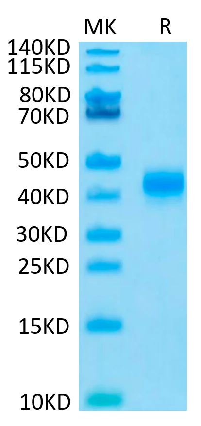 CD23-HP001 Bis-Tris-PAGE result