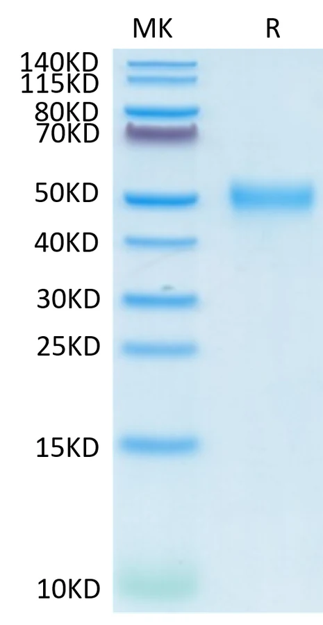 CD24-CF001 Bis-Tris-PAGE-white result