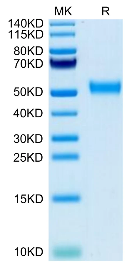 CD24-CF002 Bis-Tris-PAGE-white result