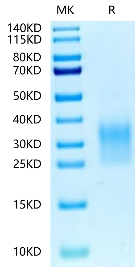CD24-HB001 Bis-Tris-PAGE-white result