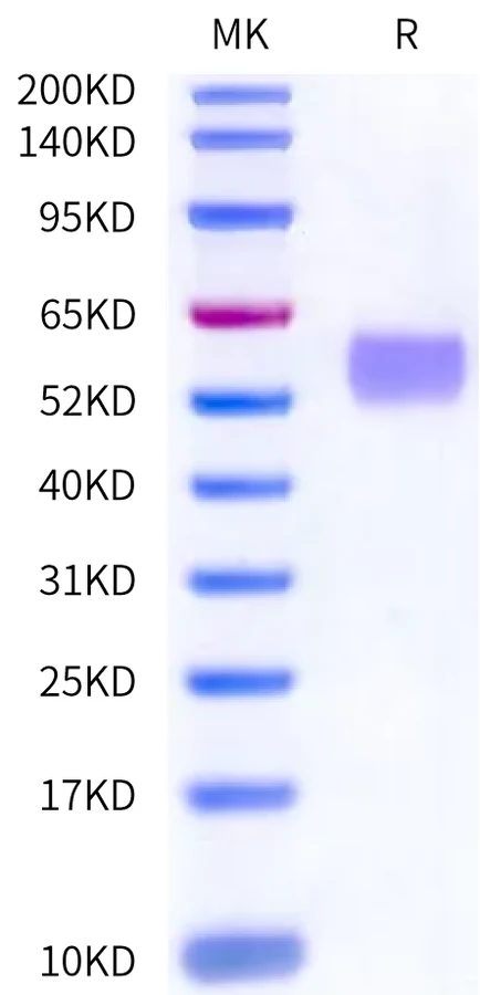 CD24-HF001 Bis-Tris-PAGE-white result