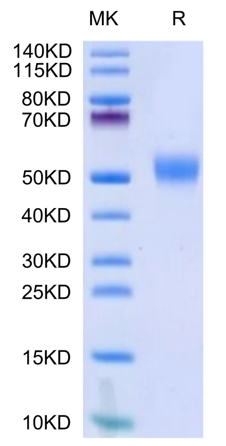 CD24-HF002 Bis-Tris-PAGE-white result