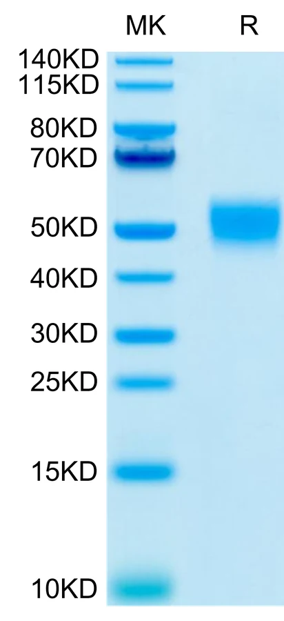 CD24-HF003 Bis-Tris-PAGE-white result