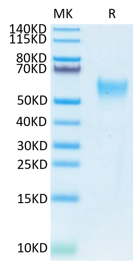 CD24-HF004 Bis-Tris-PAGE-white result