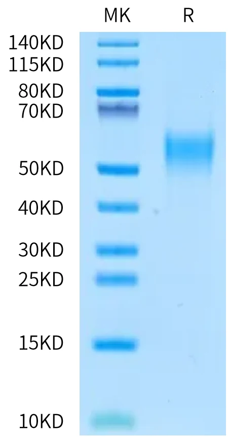 CD24-MF001 Bis-Tris-PAGE-white result