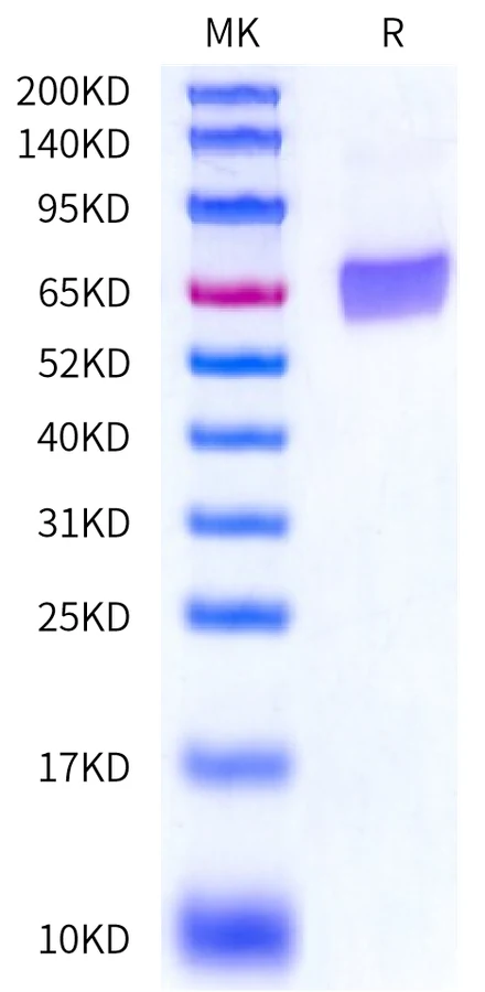 CD25-HF001 Bis-Tris-PAGE-white result