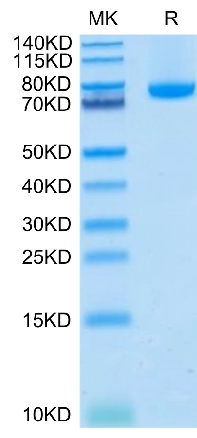 CD257-HF001 Bis-Tris-PAGE-white result