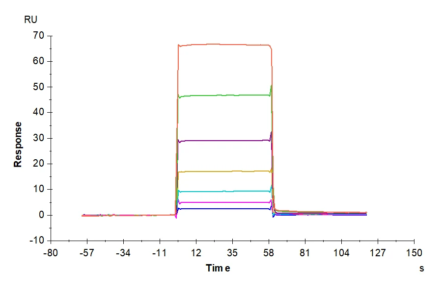 CD257-HF002 SPR result