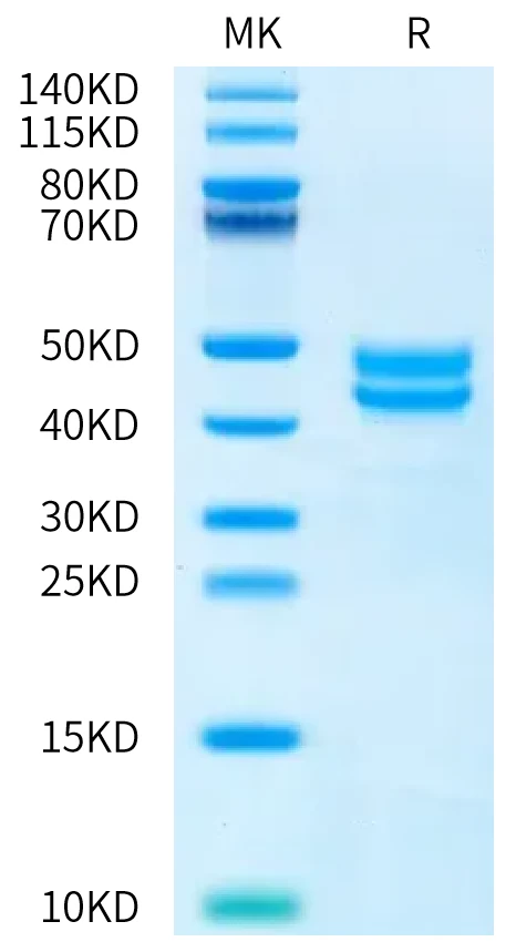 CD257-HF003 Bis-Tris-PAGE-white result