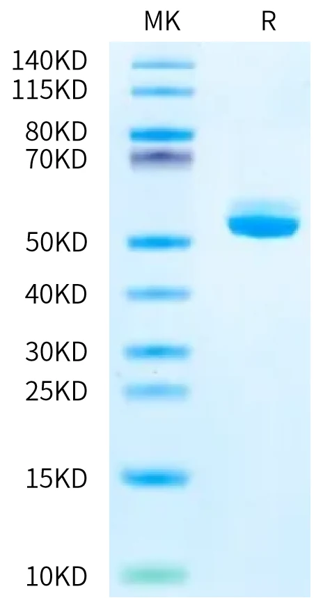 CD257-MF001 Bis-Tris-PAGE-white result