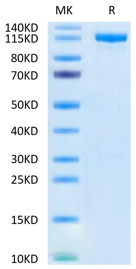 CD26-HF001 Bis-Tris-PAGE-white result