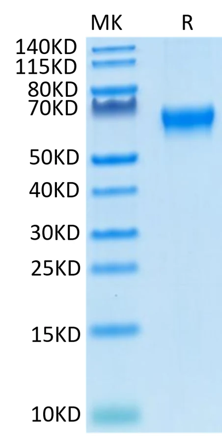 CD27-CF001 Bis-Tris-PAGE-white result