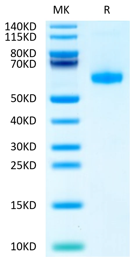 CD27-HB002 Bis-Tris-PAGE-white result