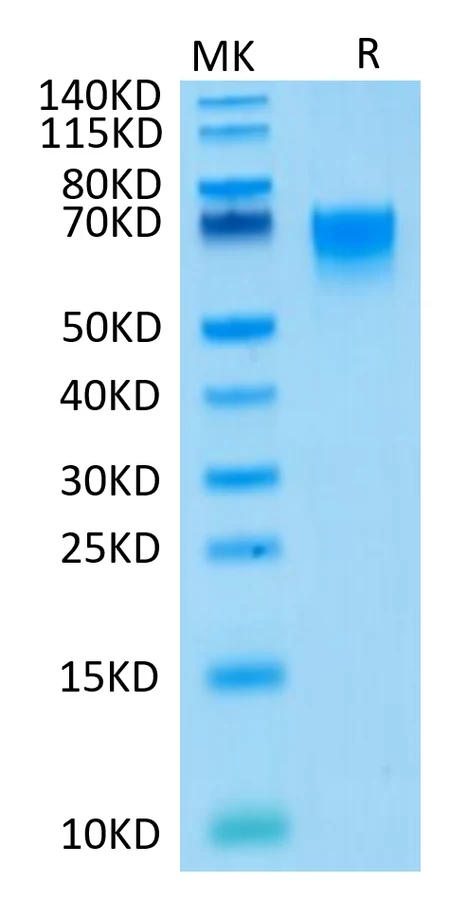 CD27-HF001 Bis-Tris-PAGE result