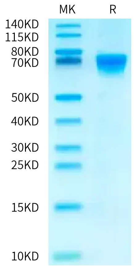 CD27-HF002 Bis-Tris-PAGE-white result