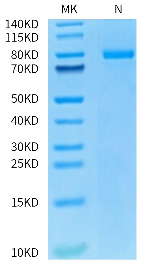 CD27-HF003 Bis-Tris-PAGE-white result