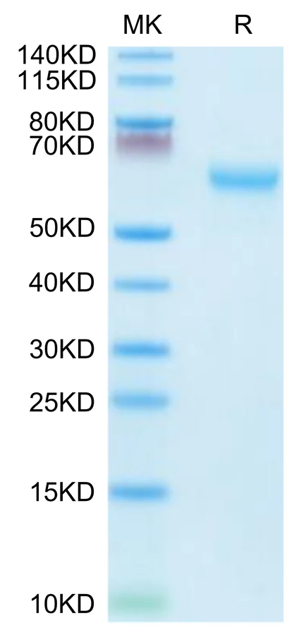 CD27-MF001 Bis-Tris-PAGE-white result
