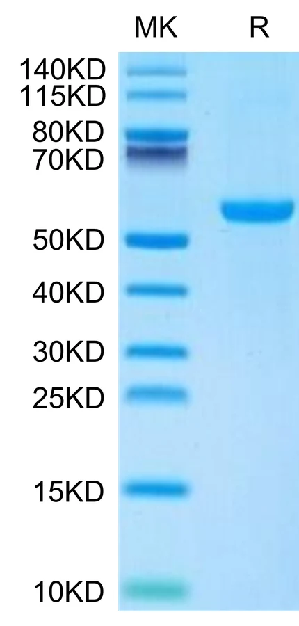 CD27-MF002 Bis-Tris-PAGE-white result