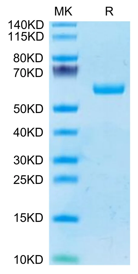 CD277-HF001 Bis-Tris-PAGE-white result