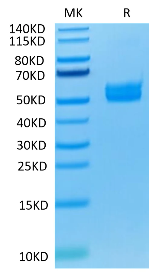 CD278-HF001 Bis-Tris-PAGE-white result